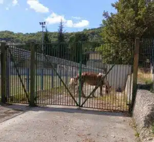 cavalli vaganti monte san giacomo sequestro 16 settembre