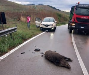 incidente vallo lucania cinghiale oggi 24 settembre