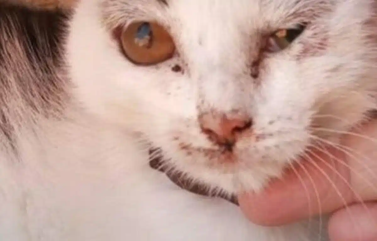 gattino lanciato finestrino cervinara