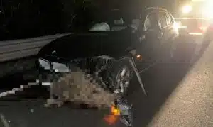 Salerno incidenti cinghiali