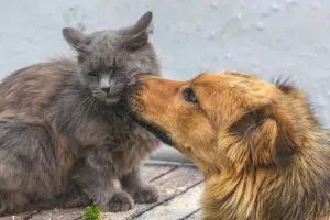 Castel San Giorgio avvelenamento cani gatti
