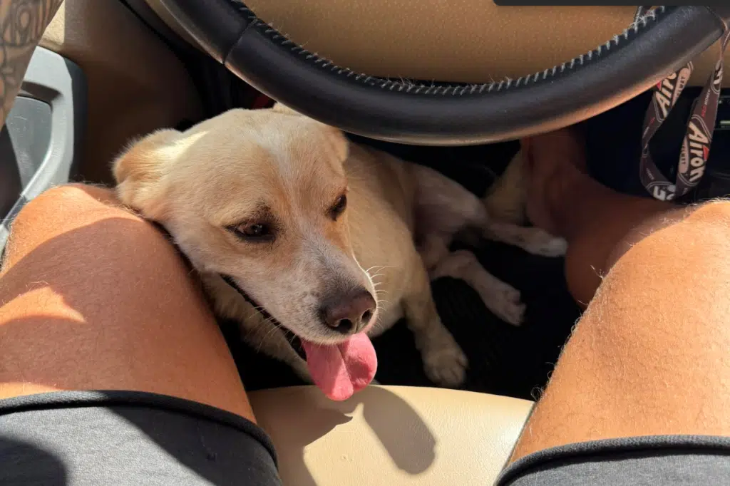salerno cane rubato ferito