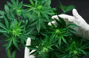 Policastro coltivazione marijuana arrestato