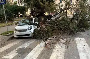 albero crollato salerno 2 settembre