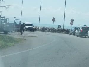 salerno gregge ovini litoranea 5 settembre