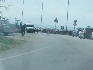 salerno gregge ovini litoranea 5 settembre