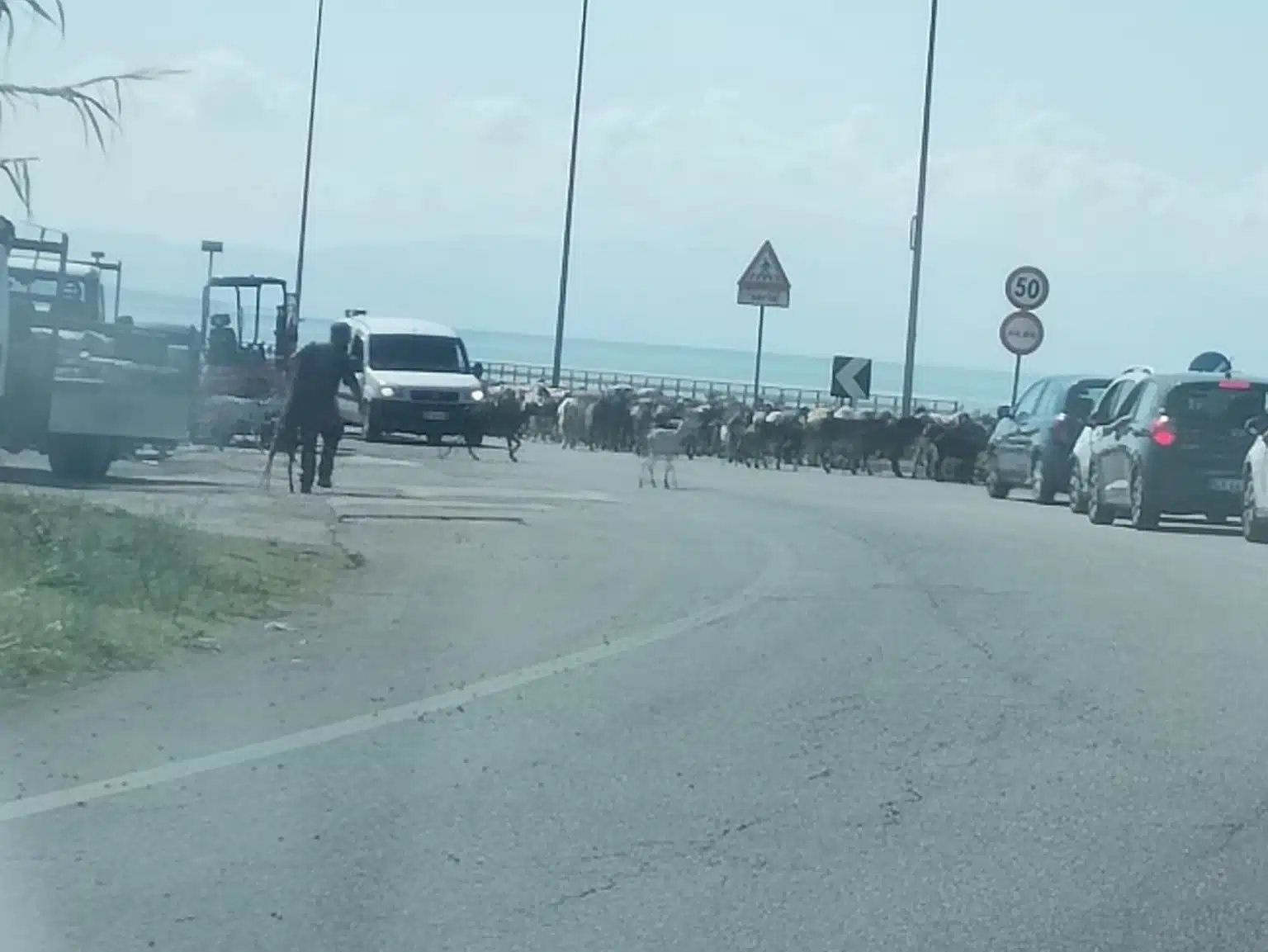 salerno gregge ovini litoranea 5 settembre