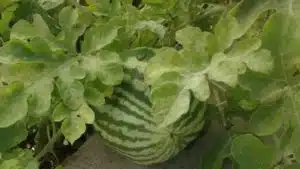 Sistemi Salerno angurie