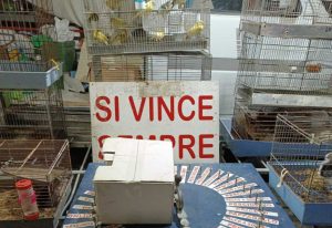 Oliveto Citra, controlli a tappeto: salvati cuccioli, denunciato un responsabile e cani microchippati