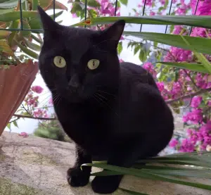 Positano gatto scomparso