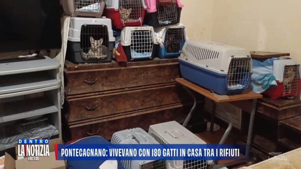 pontecagnano faiano gatti appartamento mamma figlie degrado tso