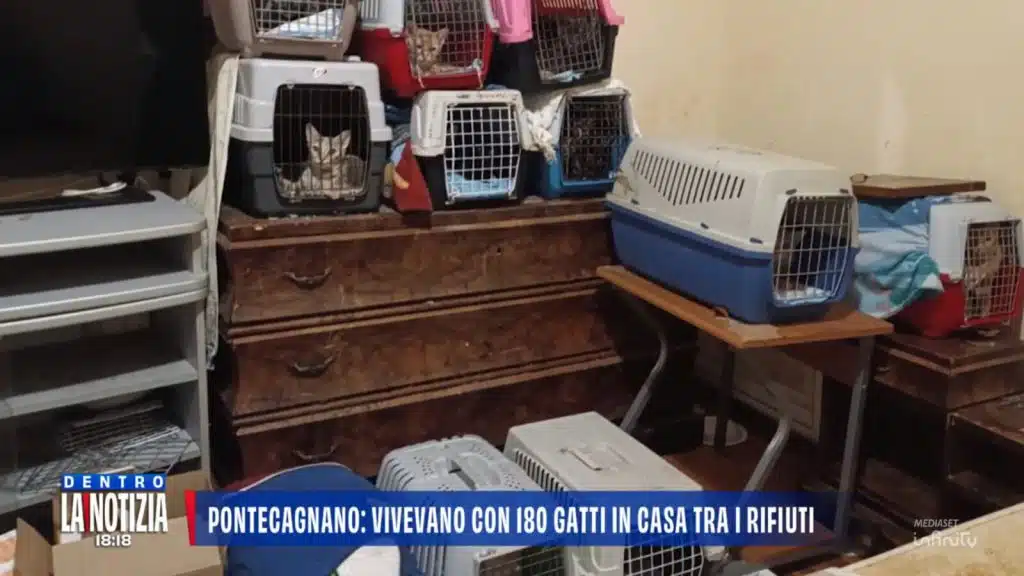 pontecagnano faiano gatti appartamento mamma figlie degrado tso