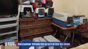 pontecagnano faiano gatti appartamento mamma figlie degrado tso