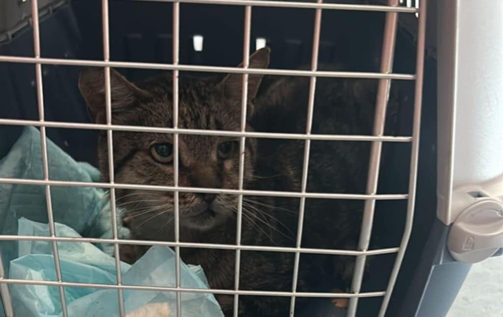 Salerno, gatto gettato da un’auto in piazza Sinno: denunciato l’episodio di abbandono