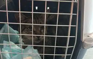 Salerno, gatto gettato da un’auto in piazza Sinno: denunciato l’episodio di abbandono