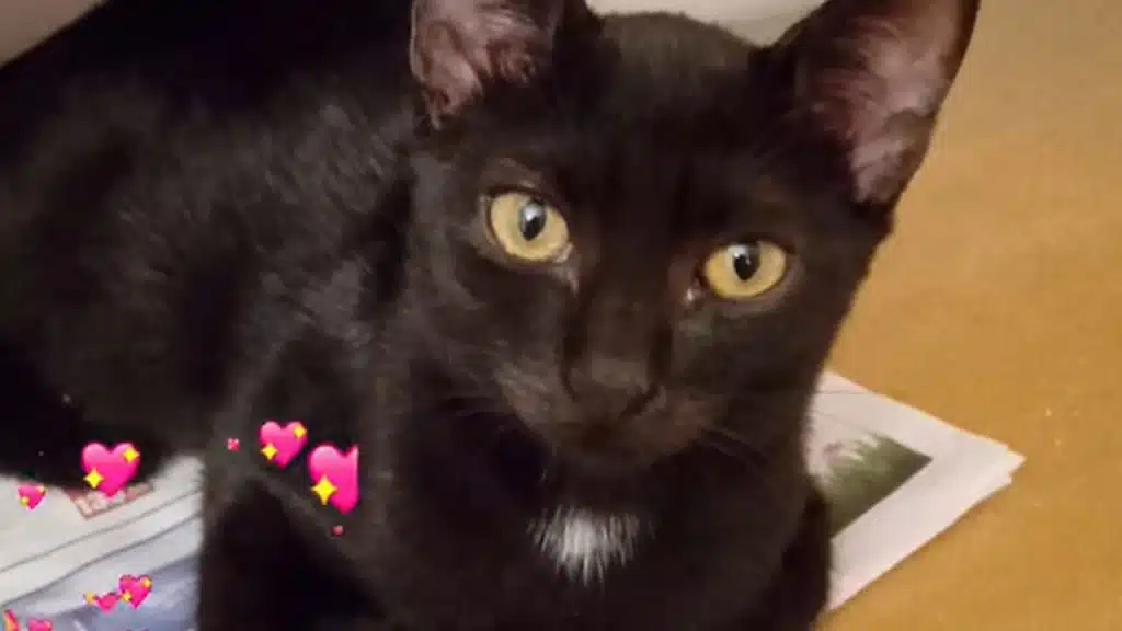 adozione gatti Salerno