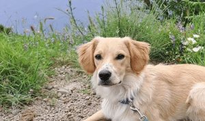 cane scomparso Positano