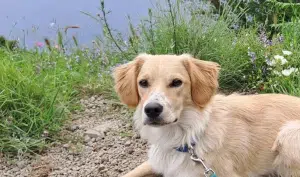 cane scomparso Positano