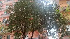 salerno collaborazione torrione eventi volontari verde pubblico