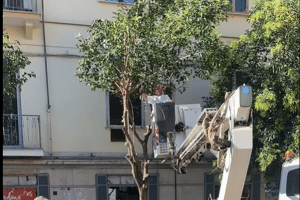 Salerno, parte il piano straordinario del verde: potature in città e interventi su 400 palme del litorale