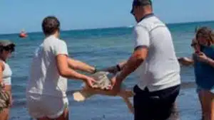 tartarughe liberate mare agropoli