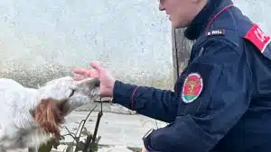 taglia orecchie cane monteforte irpino denunciato