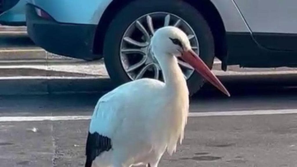 Cicogna si posa davanti al supermercato di Agropoli: mobilitazione di cittadini e volontari per metterla in salvo
