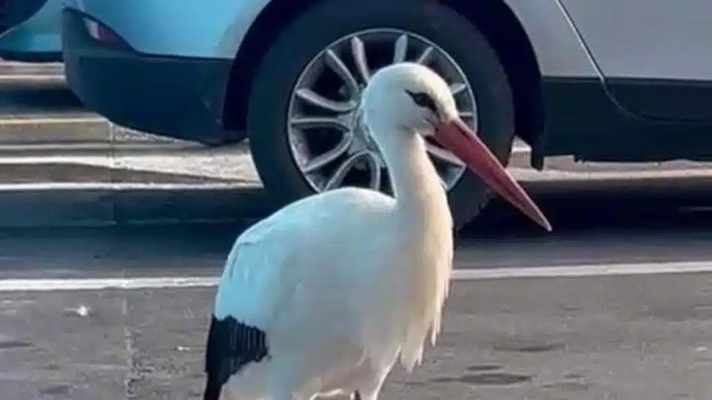 Cicogna si posa davanti al supermercato di Agropoli: mobilitazione di cittadini e volontari per metterla in salvo