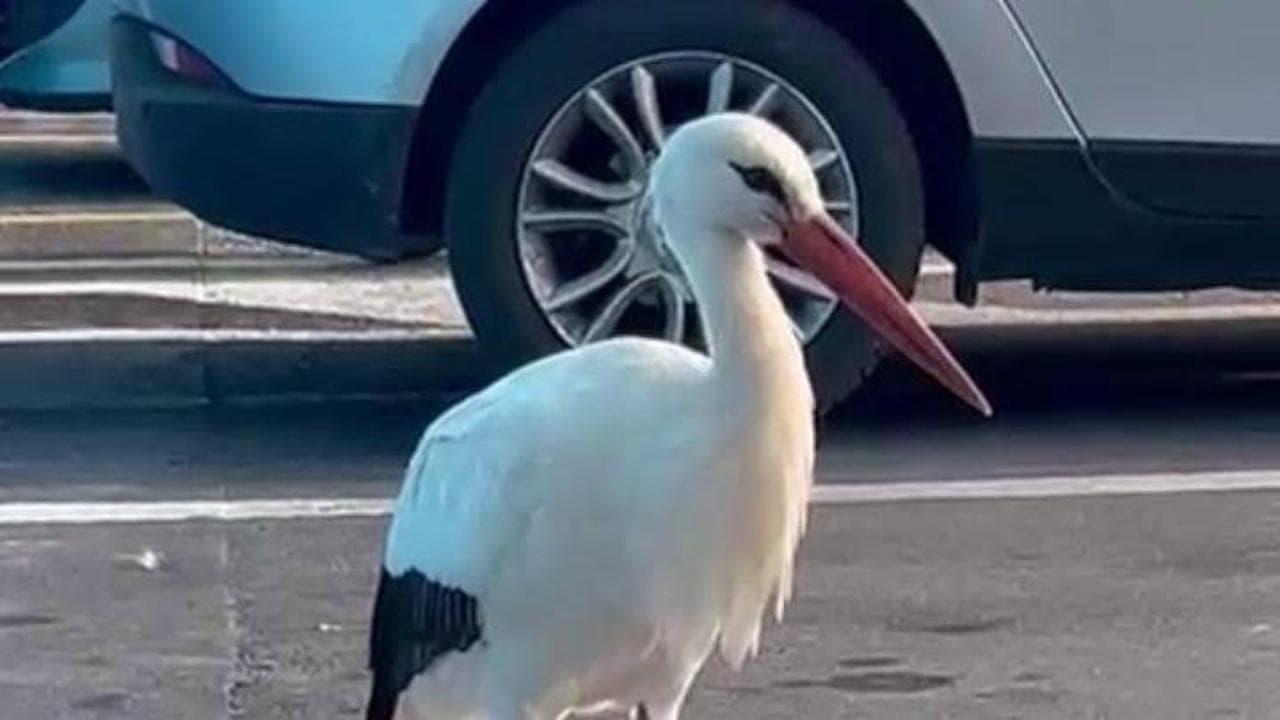 Cicogna si posa davanti al supermercato di Agropoli: mobilitazione di cittadini e volontari per metterla in salvo