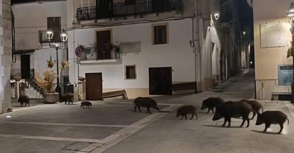 Sacco, finta foto di cinghiali in piazza accende il dibattito: “Emergenza vera, serve un piano immediato”