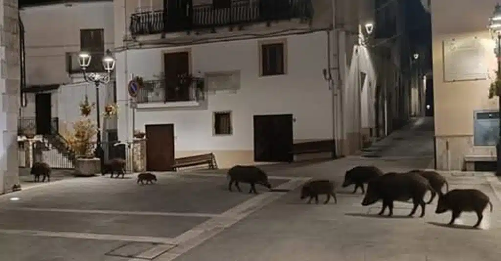 Sacco, finta foto di cinghiali in piazza accende il dibattito: “Emergenza vera, serve un piano immediato”