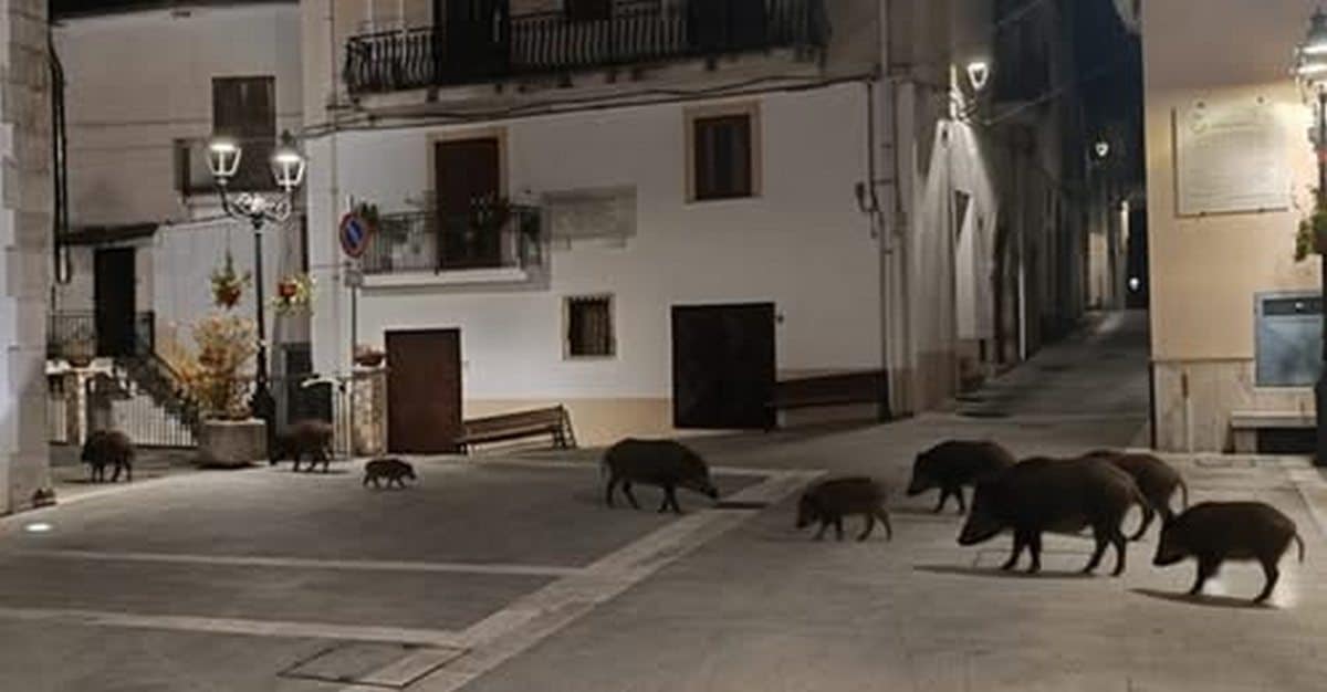 Sacco, finta foto di cinghiali in piazza accende il dibattito: “Emergenza vera, serve un piano immediato”