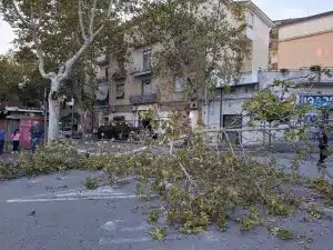 Eboli, albero crolla su viale Amendola: attimi di panico tra i passanti, nessun ferito