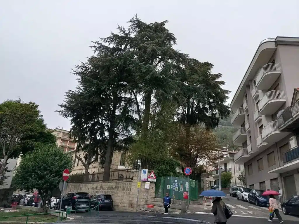 mercato san severino abbattimenti alberi