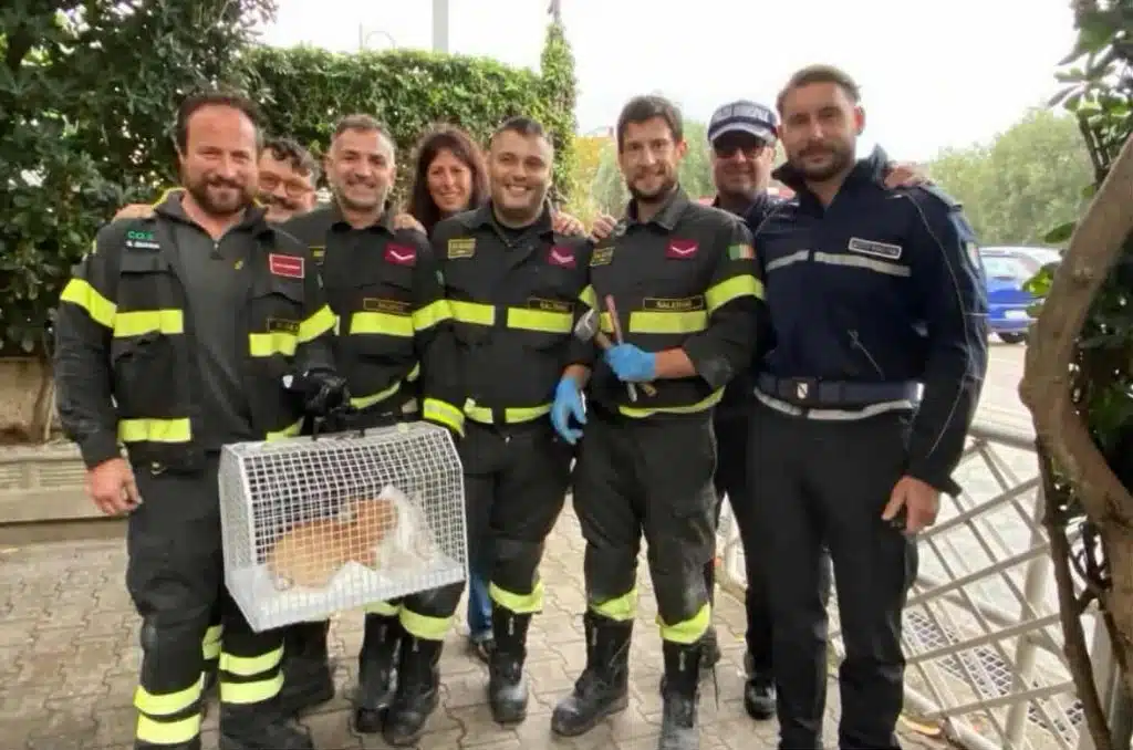 Marina di Casal Velino, gattino intrappolato in un tombino salvato dai Vigili del Fuoco