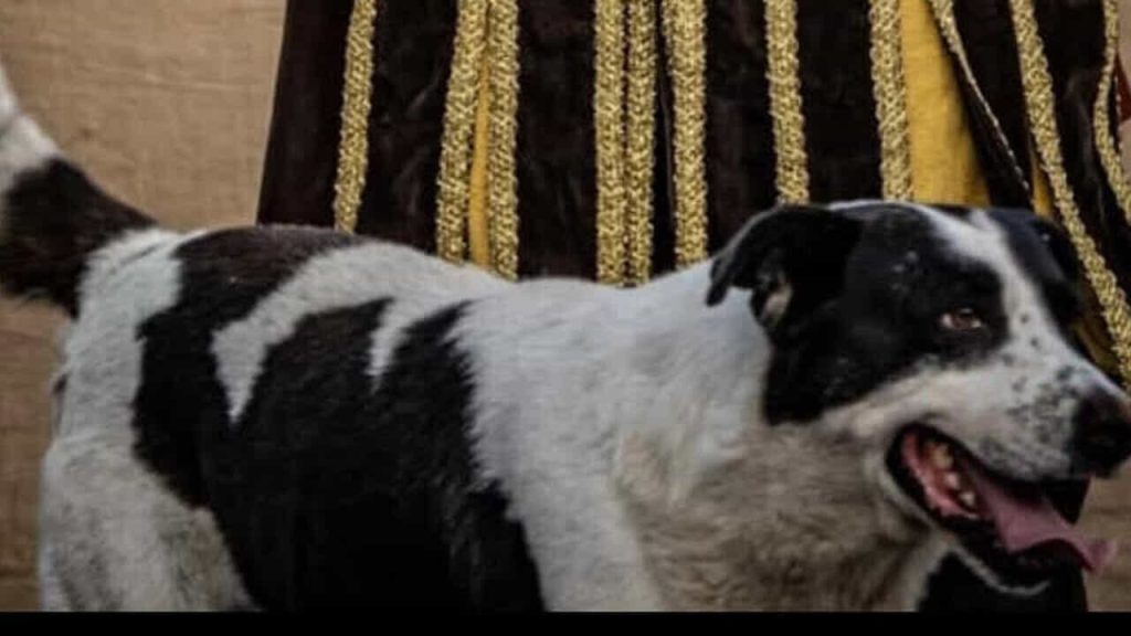 Mucca cane Sant’Arsenio