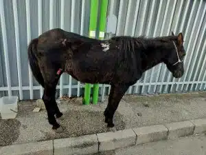 arzano cavallo trascinato abbandonato denunce