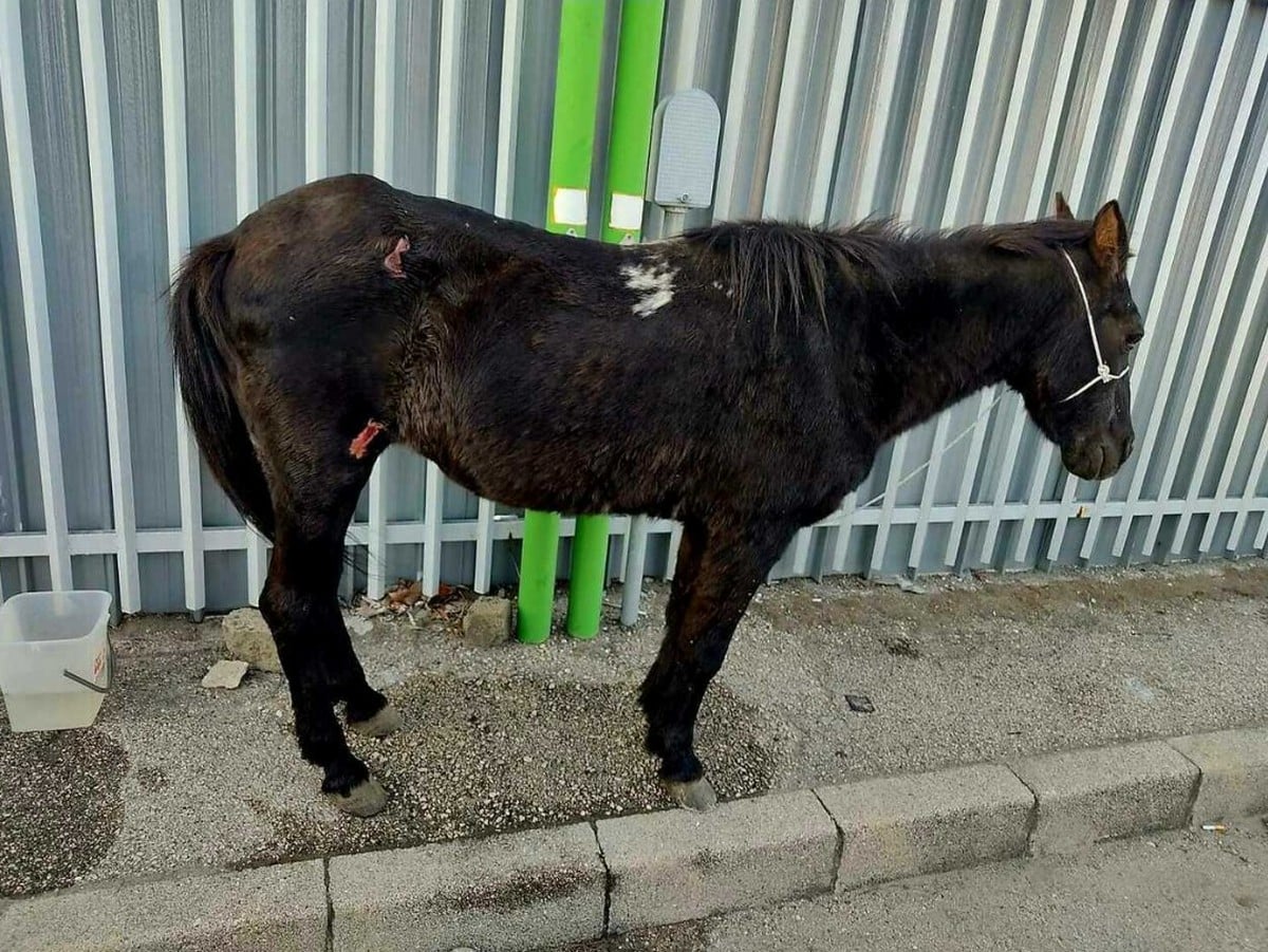 arzano cavallo trascinato abbandonato denunce