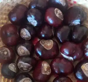 napoli frutti velenosi scambiati castagne