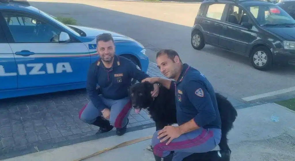 cane legato guardrail nola villa literno