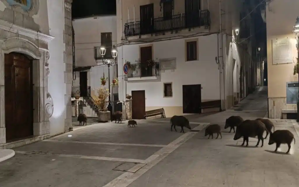 sacco delibera contro invasione cinghiali