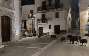 sacco delibera contro invasione cinghiali