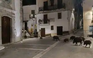 sacco delibera contro invasione cinghiali