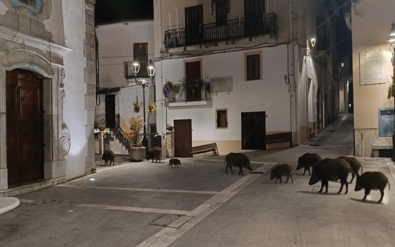 sacco delibera contro invasione cinghiali