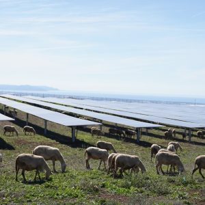 Eboli impianto agrivoltaico