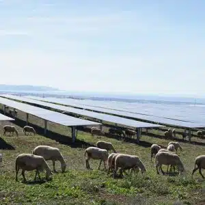 Eboli impianto agrivoltaico