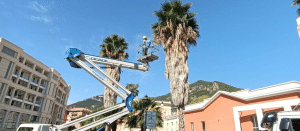 Salerno pulizia palme