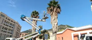 Salerno pulizia palme