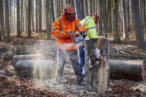 salerno forestali licenziati
