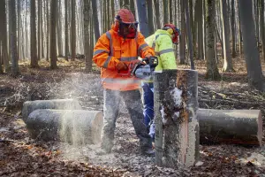 salerno forestali licenziati